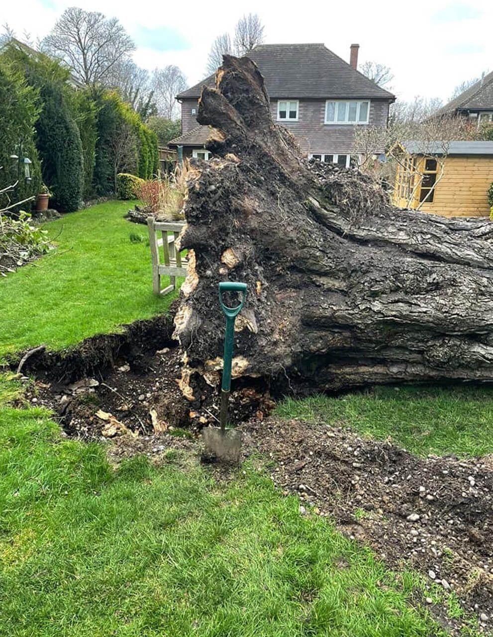 A fallen tree with its root ball lifted out of a suburban lawn
