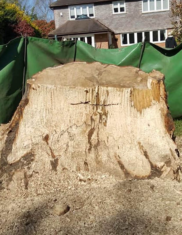 A large freshly felled tree stump in a back garden, screened off ready for grinding