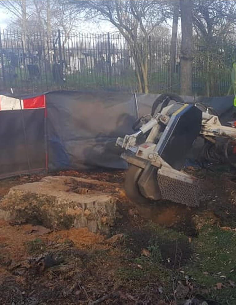 Stump grinder cutting a stump down beside park railings